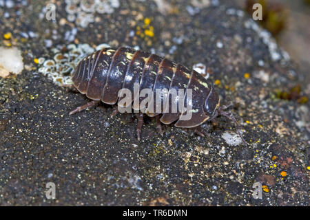 Gemeinsame woodlouse, gemeinsame pillbug, sow-Bug (Armadillidium vulgare), laterale Ansicht, Deutschland Stockfoto