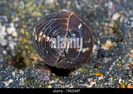 Gemeinsame woodlouse, gemeinsame pillbug, sow-Bug (Armadillidium vulgare), Gerollt, Deutschland Stockfoto