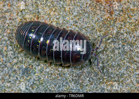 Gemeinsame woodlouse, gemeinsame pillbug, sow-Bug (Armadillidium vulgare), Ansicht von oben, Deutschland Stockfoto