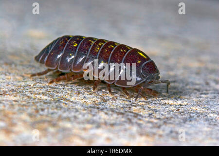 Gemeinsame woodlouse, gemeinsame pillbug, sow-Bug (Armadillidium vulgare), laterale Ansicht, Deutschland Stockfoto