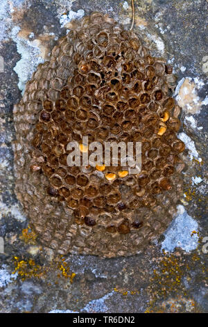 Schlupfwespe (Latibulus argiolus, Endurus argiolus), Cocoon in ein Nest von Feld Wespen, Deutschland Stockfoto