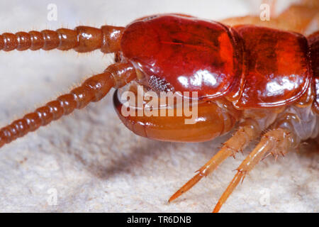 Gemeinsamen garten Tausendfüßler, braun Tausendfüßler, Stein Tausendfüßler (Lithobius forficatus), Porträt, Seitenansicht, Deutschland Stockfoto