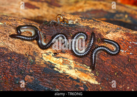 Weiß-legged Schlange Tausendfüßler, schwarze Tausendfüßler (Tachypodoiulus niger), Ansicht von oben, Deutschland Stockfoto