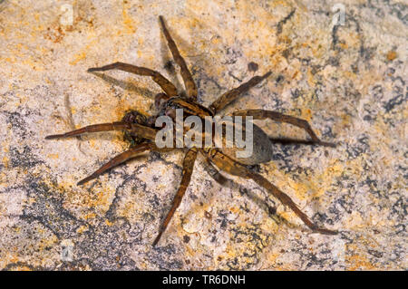 Wolf Spider (Trochosa ruricola), auf einem Felsen, Deutschland Stockfoto