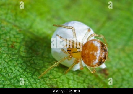 Kamm Footed Spinnen (Paidiscura pallens, Theridion pallens), mit Cocoon, Deutschland Stockfoto