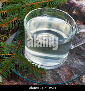 Die Fichte (Picea abies), Baum aus Nadel Fichte, Deutschland Stockfoto