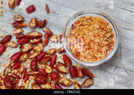 Heckenrose (Rosa Canina), Hagebutten, Deutschland Stockfoto