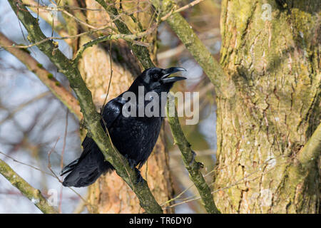 Kolkrabe (Corvus Corax), sitzt auf einem Baum, Aufruf, Deutschland Stockfoto