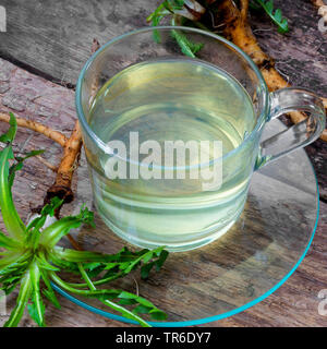 Gemeinsame Löwenzahn (Taraxacum officinale), das T-Stück aus Löwenzahn Wurzeln, Deutschland Stockfoto