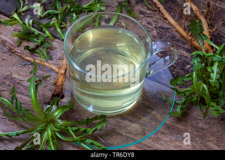 Gemeinsame Löwenzahn (Taraxacum officinale), das T-Stück aus Löwenzahn Wurzeln, Deutschland Stockfoto