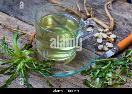 Gemeinsame Löwenzahn (Taraxacum officinale), das T-Stück aus Löwenzahn Wurzeln, Deutschland Stockfoto