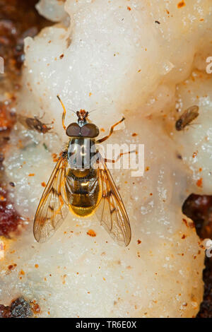 Sap-run Hoverfly (Ferdinandea cuprea), lecken Baum sap bei einem verletzten Eiche stamm, Ansicht von oben, Deutschland Stockfoto