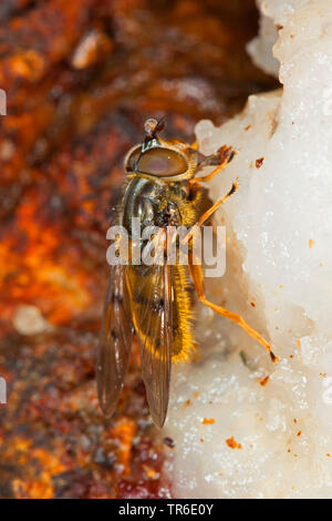 Sap-run Hoverfly (Ferdinandea cuprea), lecken Baum an einem verletzten Eiche stamm, Seitenansicht sap, Deutschland Stockfoto