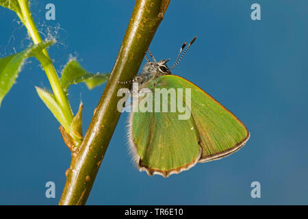 Green hairstreak (Callophrys Rubi), am Zweig sitzen, Seitenansicht, Deutschland Stockfoto