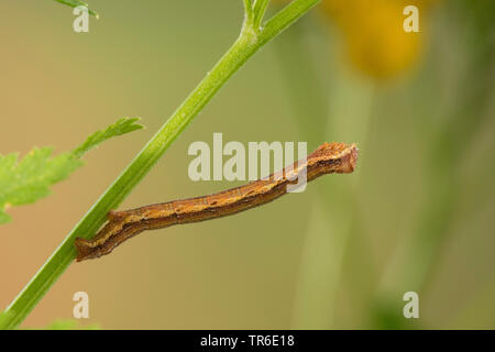 Gemeinsame Heide (Ematurga atomaria), Caterpillar essen Tansy, Deutschland Stockfoto