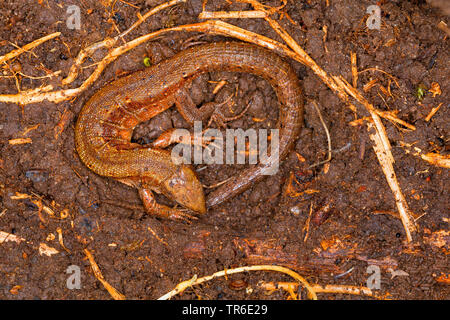 Lebendgebärenden Eidechse, gemeinsamen europäischen Eidechsen (Lacerta vivipara, Zootoca Vivipara), unter Totholz in einem Loch geschützt, Deutschland Stockfoto