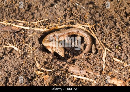 Lebendgebärenden Eidechse, gemeinsamen europäischen Eidechsen (Lacerta vivipara, Zootoca Vivipara), unter Totholz in einem Loch geschützt, Deutschland Stockfoto