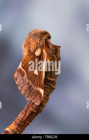 Kleine eggar (Eriogaster lanestris, Bombyx Lanestris), male auf einem Zweig, Deutschland Stockfoto