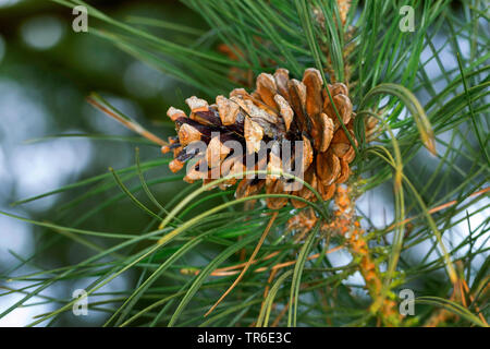 Europäische schwarze Kiefer, Österreichische Kiefer, schwarze Kiefer, korsische Kiefer (Pinus nigra), der Kegel auf einem Zweig, Deutschland Stockfoto