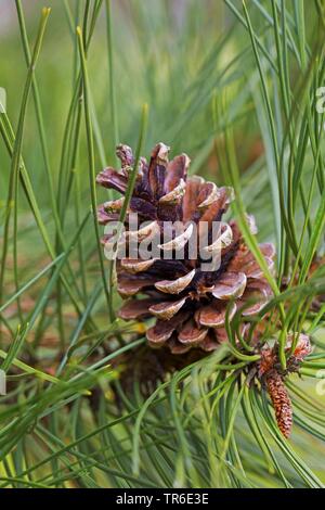 Europäische schwarze Kiefer, Österreichische Kiefer, schwarze Kiefer, korsische Kiefer (Pinus nigra), der Kegel auf einem Zweig, Deutschland Stockfoto