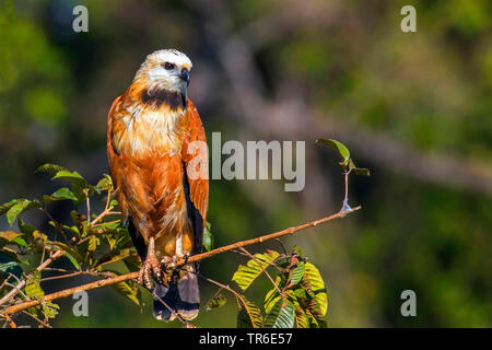 Black-collared Hawk (Busarellus nigricollis), sitzend auf einem Zweig, Brasilien, Pantanal, Pantanal Matogrossense Nationalpark Stockfoto