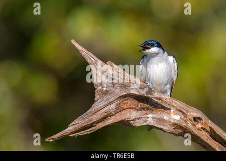 Blau und Weiß schlucken (Notiochelidon cyanoleuca), sitzend auf Totholz, Brasilien, Pantanal, Pantanal Matogrossense Nationalpark Stockfoto