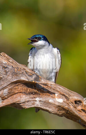 Blau und Weiß schlucken (Notiochelidon cyanoleuca), sitzend auf Totholz, Brasilien, Pantanal, Pantanal Matogrossense Nationalpark Stockfoto