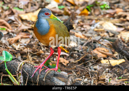 Grau-necked Holz Bahn (Aramide, cajanea Eulabeornis cajaneus, Eulabeornis cajanea), sitzend auf einem toten Baumstamm auf den Boden, Brasilien, Pantanal, Pantanal Matogrossense Nationalpark Stockfoto