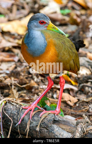 Grau-necked Holz Bahn (Aramide, cajanea Eulabeornis cajaneus, Eulabeornis cajanea), sitzend auf einem toten Baumstamm auf den Boden, Brasilien, Pantanal, Pantanal Matogrossense Nationalpark Stockfoto