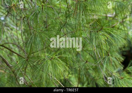 Eastern White Pine (Pinus strobus), Zweig Stockfoto