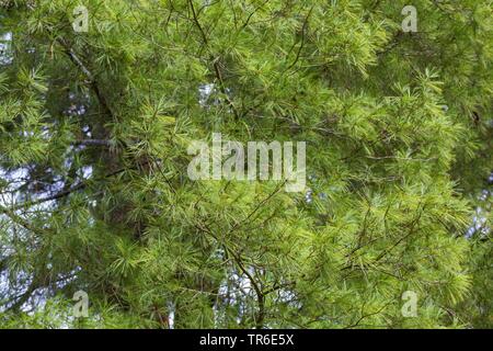 Eastern White Pine (Pinus strobus), Zweigniederlassungen Stockfoto