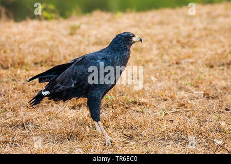 Super Black Hawk (Buteogallus urubitinga), sitzen in einem getrocknete Wiese, Seitenansicht, Brasilien, Pantanal, Pantanal Matogrossense Nationalpark Stockfoto