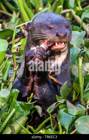 Riesenotter (Pteronura brasiliensis), Essen zwischen Wasser Pflanzen, Brasilien, Pantanal, Pantanal Matogrossense Nationalpark Stockfoto