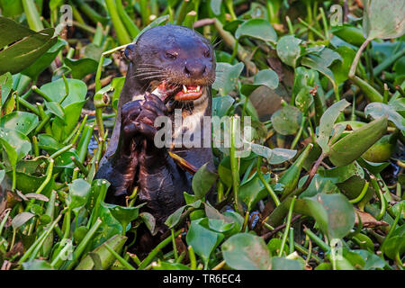 Riesenotter (Pteronura brasiliensis), Essen zwischen Wasser Pflanzen, Brasilien, Pantanal, Pantanal Matogrossense Nationalpark Stockfoto