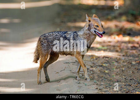 Golden Schakal (Canis aureus), Wandern auf einem Weg, Seitenansicht, Indien, Bandhavgarh National Park Stockfoto