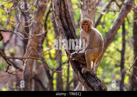 Rhesusaffen, macacque Rhesusaffen (Macaca mulatta), die in einem Baum, Indien sitzen, Pench Nationalpark Stockfoto