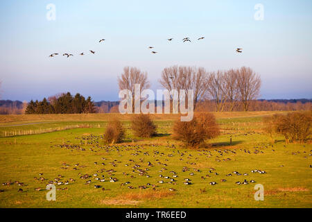 Wilde Gänse im Naturschutzgebiet Bislicher Insel, Deutschland, Nordrhein-Westfalen, Ruhrgebiet, Wesel Stockfoto