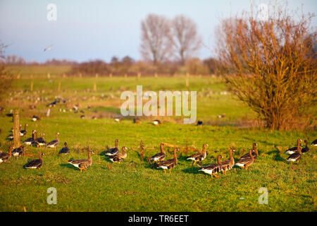 Naturschutzgebiet Bislicher Insel mit wilden Gänse, Deutschland, Nordrhein-Westfalen, Ruhrgebiet, Wesel Stockfoto