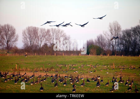 Naturschutzgebiet Bislicher Insel mit wilden Gänse, Deutschland, Nordrhein-Westfalen, Ruhrgebiet, Wesel Stockfoto