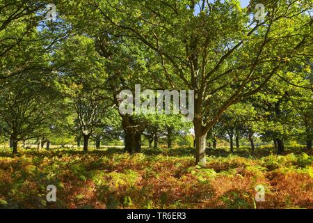 Herbstliche Eichenwald mit Eagle Farn im Richmond Park, Vereinigtes Königreich, England, London Stockfoto