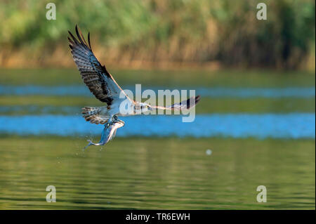 Osprey, Fisch Hawk (Pandion haliaetus), mit gefangenen Fisch über den See, Deutschland, Mecklenburg-Vorpommern, Malchiner Siehe Stockfoto