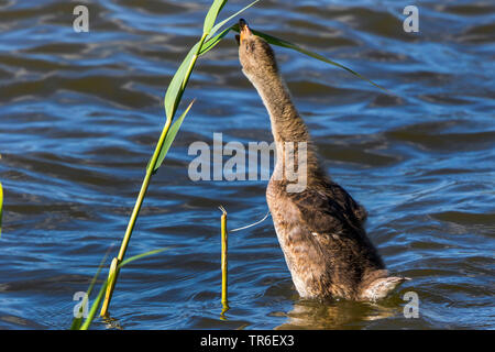 Graugans (Anser anser), juvenile Fütterung auf Reed, Deutschland, Mecklenburg-Vorpommern, Malchiner Siehe Stockfoto