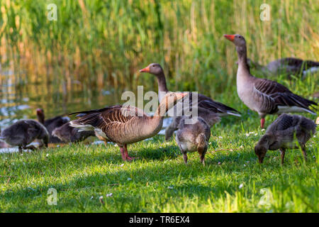 Graugans (Anser anser), Familien von Gänsen an einem See, Deutschland, Mecklenburg-Vorpommern Stockfoto