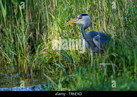 Graureiher (Ardea cinerea), stehend in Schilf und sättigend ein düsteres, Seitenansicht, Deutschland, Mecklenburg-Vorpommern Stockfoto