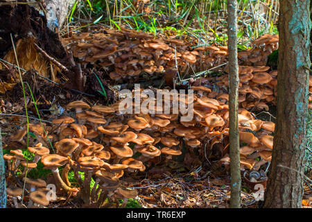 Armillaria Mellea Pilze (Honig), Fruchtkörper auf dem Waldboden, Deutschland, Mecklenburg-Vorpommern Stockfoto