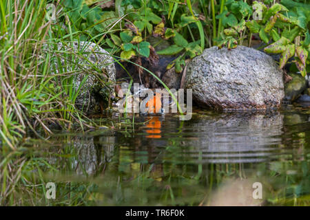 Europäische Robin (Erithacus Rubecula), Baden in einem Gartenteich, Deutschland, Mecklenburg-Vorpommern Stockfoto