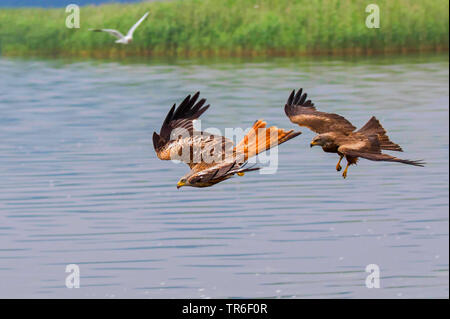 Schwarze Drachen, Yellow-billed Kite (MILVUS MIGRANS), Jagd einen roten Drachen über der Wasseroberfläche, Deutschland, Mecklenburg-Vorpommern, Malchiner Siehe Stockfoto