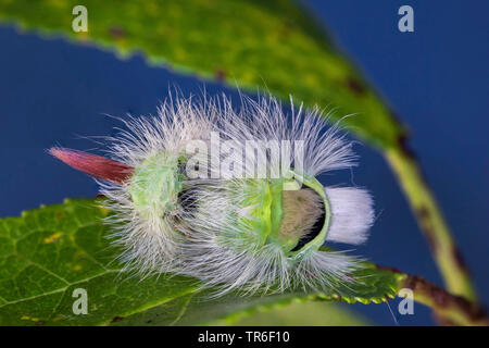 Pale tussock, Rot-tail Motte (Dasychira pudibunda, olene Calliteara pudibunda, Elkneria pudibunda, pudibunda), Caterpillar, Vorderansicht, Deutschland, Mecklenburg-Vorpommern Stockfoto