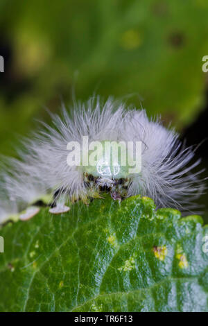 Pale tussock, Rot-tail Motte (Dasychira pudibunda, olene Calliteara pudibunda, Elkneria pudibunda, pudibunda), Caterpillar, Porträt, Deutschland, Mecklenburg-Vorpommern Stockfoto