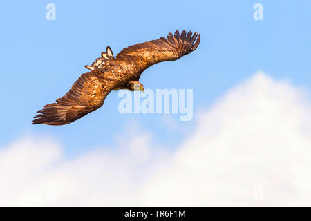 Seeadler Seeadler (Haliaeetus albicilla), erwachsenen Vogel im Flug, Ansicht von oben, Deutschland, Mecklenburg-Vorpommern, Malchiner Siehe Stockfoto